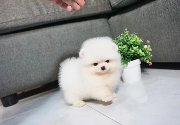 Pomerania di razza puradisponibile per ladozione | Foto 3