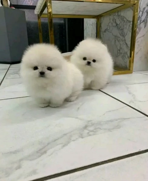 Pomerania di razza puradisponibile per ladozione | Foto 1