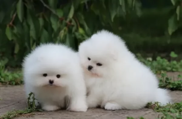 Pomerania di razza puradisponibile per ladozione | Foto 2
