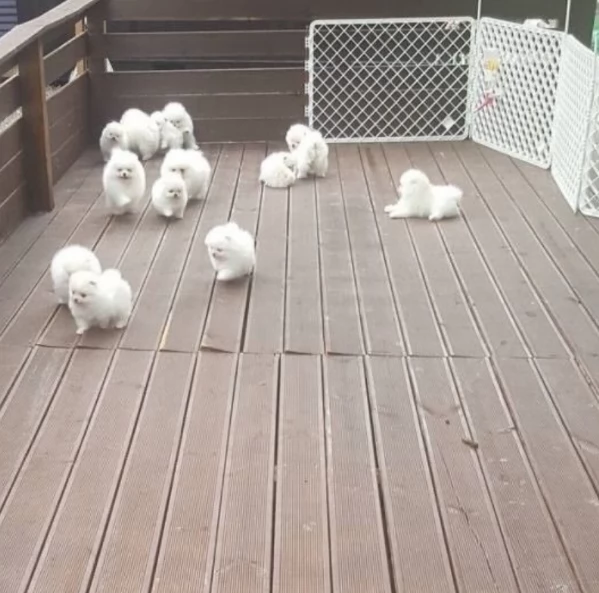 Pomerania di razza puradisponibile per ladozione