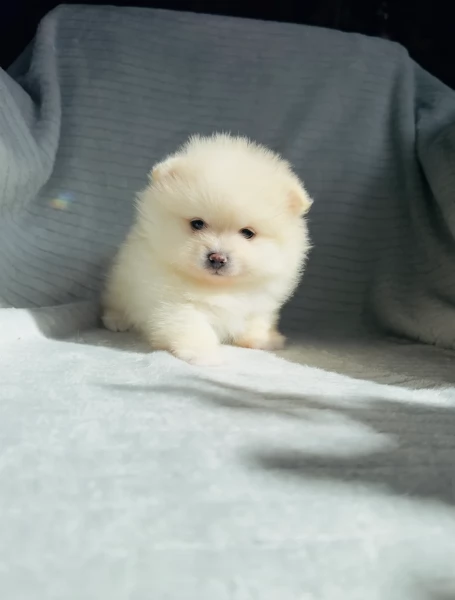 Pomerania di razza puradisponibile per ladozione | Foto 3