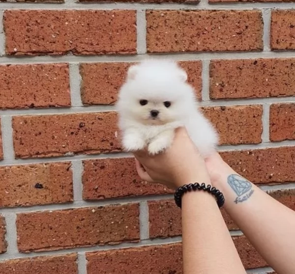 Pomerania di razza puradisponibile per ladozione