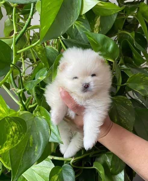 Pomerania di razza puradisponibile per ladozione | Foto 0
