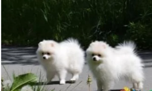 Pomerania di razza puradisponibile per ladozione | Foto 0