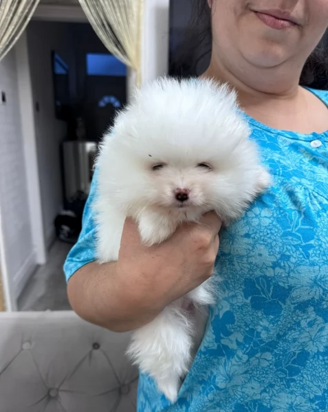 Pomerania di razza puradisponibile per ladozione | Foto 2