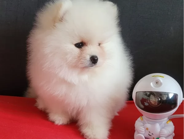 Pomerania di razza puradisponibile per ladozione | Foto 1