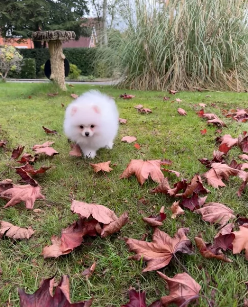 Pomerania di razza puradisponibile per ladozione