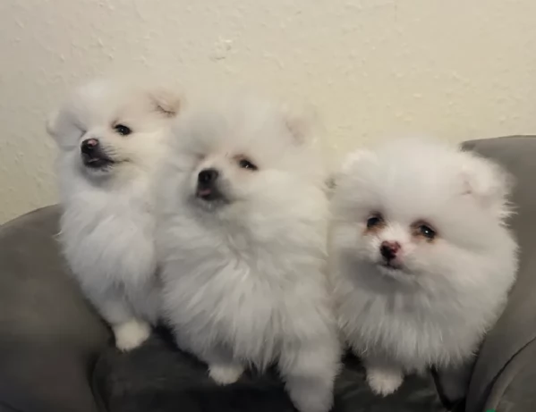 Pomerania di razza puradisponibile per ladozione