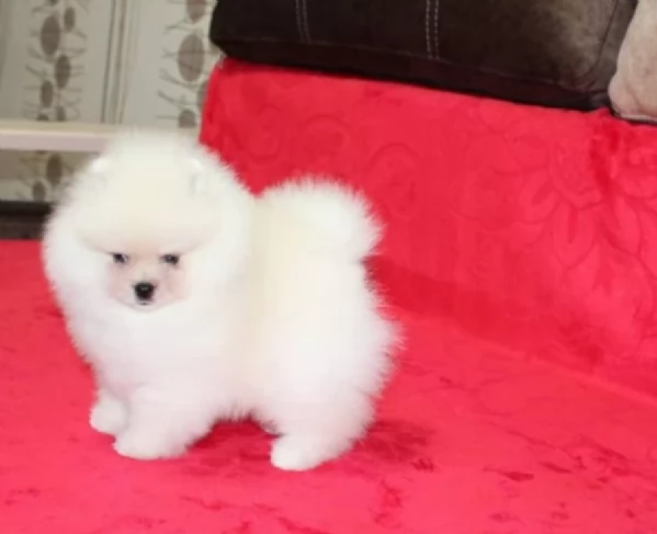 Pomerania di razza puradisponibile per ladozione