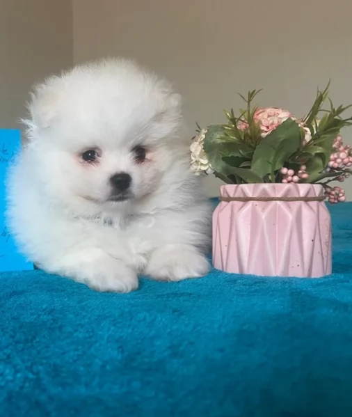 Pomerania di razza puradisponibile per ladozione