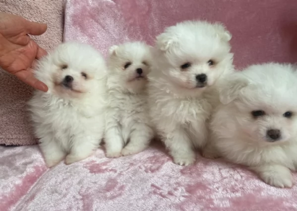 Pomerania di razza puradisponibile per ladozione | Foto 0