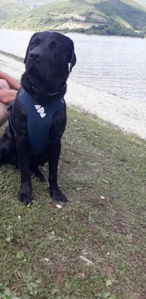 Regalo Labrador