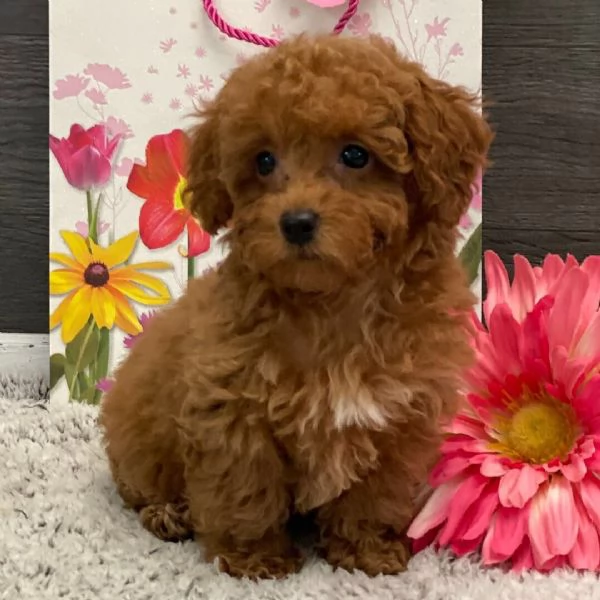 Barboncino Toy (cuccioli maschio e femmina) | Foto 0