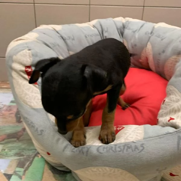  Pinscher Mini (cuccioli maschio e femmina) | Foto 0