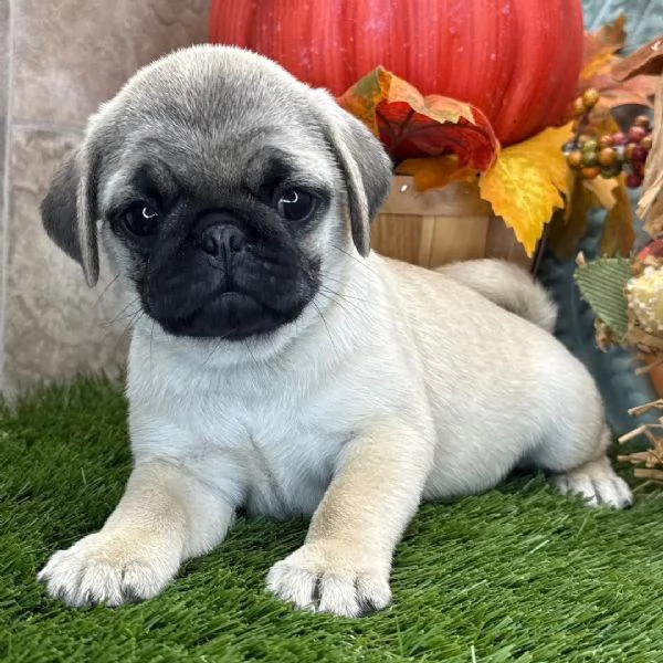  Carlino (Pug) (cuccioli maschio e femmina)
