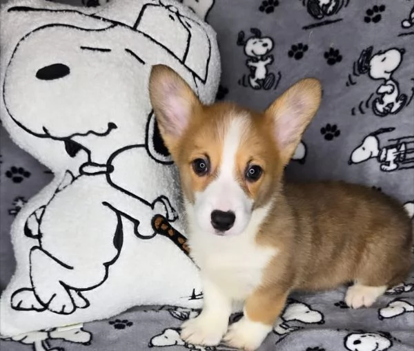 Welsh Corgi (cuccioli maschio e femmina)