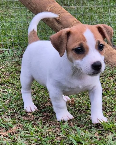 Jack Russell (cuccioli maschio e femmina)