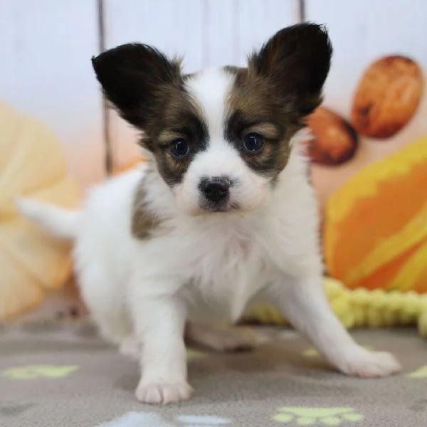 Papillon (cuccioli maschio e femmina) | Foto 0