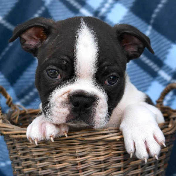 Bull Terrier (cuccioli maschio e femmina) | Foto 0