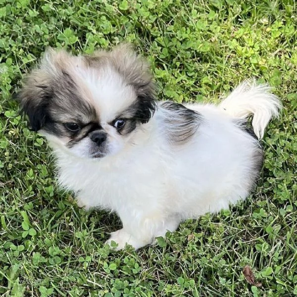 Pechinese(cuccioli maschio e femmina) | Foto 0