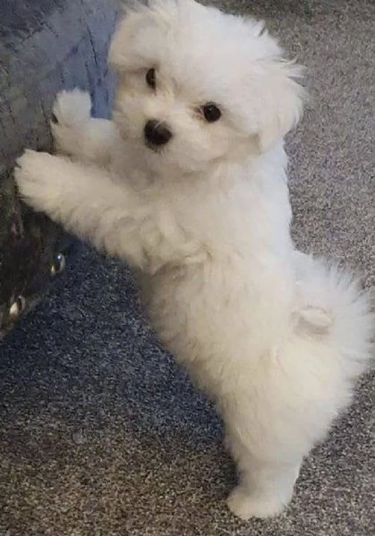 Bichon  (cuccioli maschio e femmina)