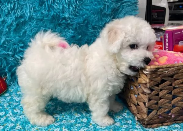 Bichon  (cuccioli maschio e femmina) | Foto 0