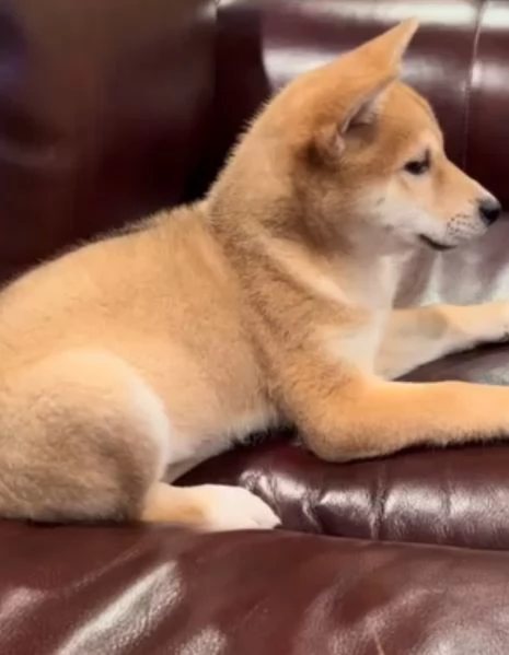 Shiba Inu (cuccioli maschio e femmina)