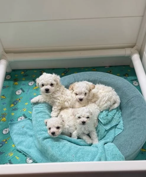 Golden Retriever (cuccioli maschio e femmina)