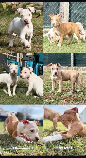 Meravigliosi cuccioli di American bully taglia XXL | Foto 3