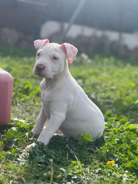 Meravigliosi cuccioli di American bully taglia XXL | Foto 2