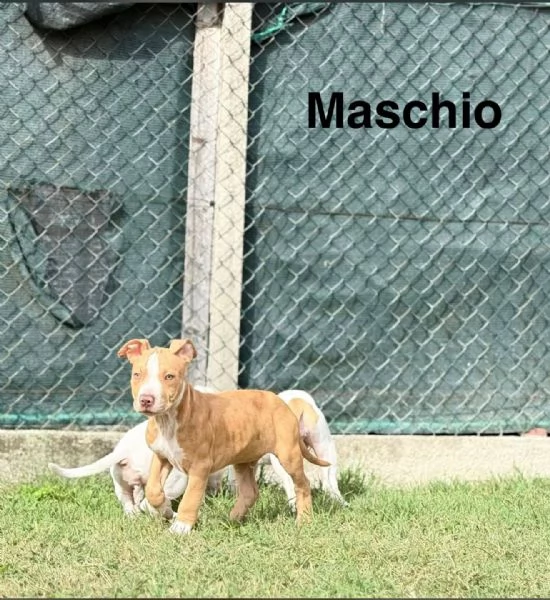 Meravigliosi cuccioli di American bully taglia XXL | Foto 1