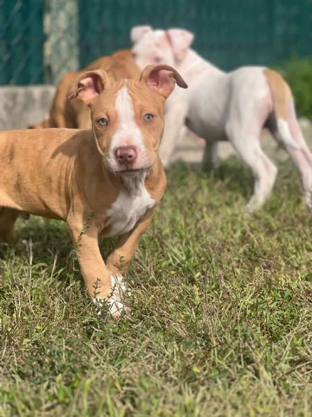 Meravigliosi cuccioli di American bully taglia XXL | Foto 0