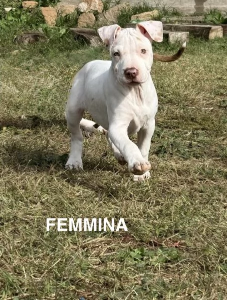 CUCCIOLI DI AMERICAN BULLY XXL | Foto 1