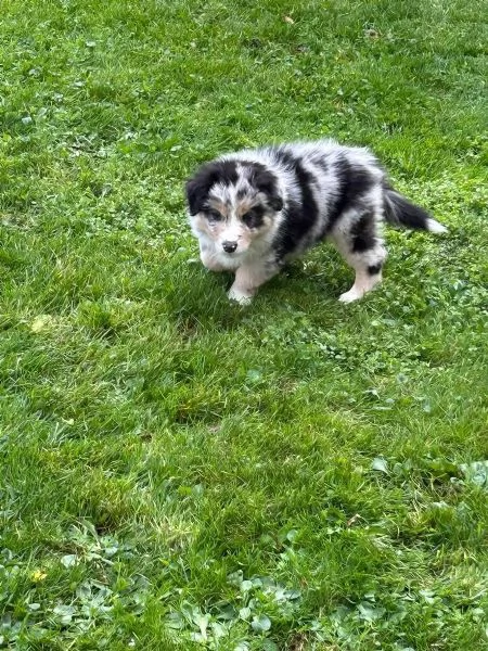 Cuccioli australian shepherd con certificato | Foto 3