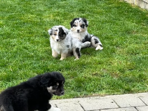 Cuccioli australian shepherd con certificato