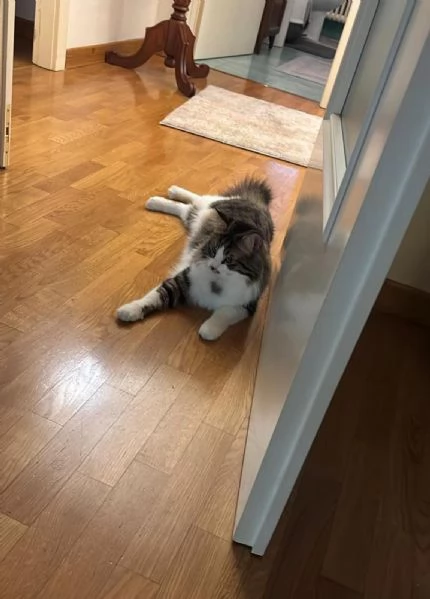 Gatto norvegese  | Foto 1