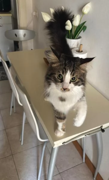 Gatto norvegese  | Foto 0