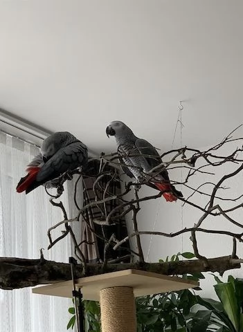 Pappagallo Cenerino (Psittacus erithacus)