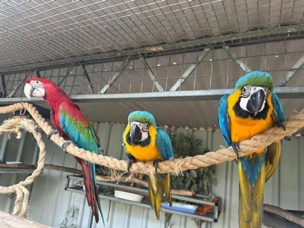 Pappagallo Ara ararauna | Foto 0