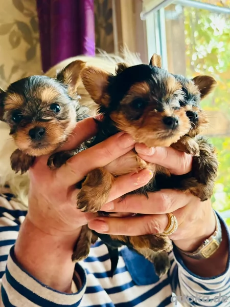 cuccioli di Yorkshire terrier Toy | Foto 0