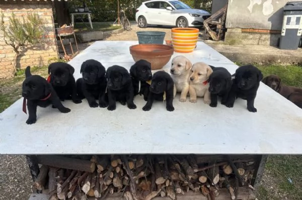 Cuccioli di labrador retriver | Foto 3
