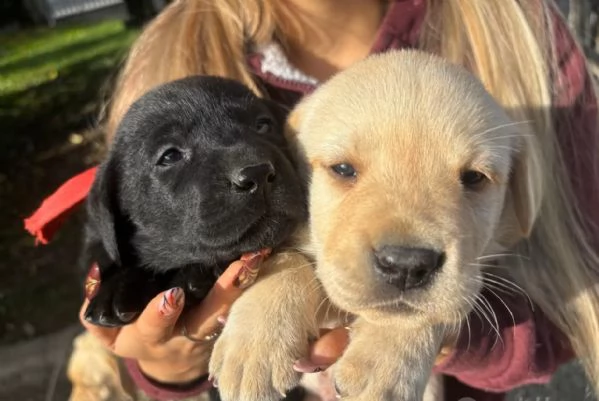 Cuccioli di labrador retriver | Foto 2