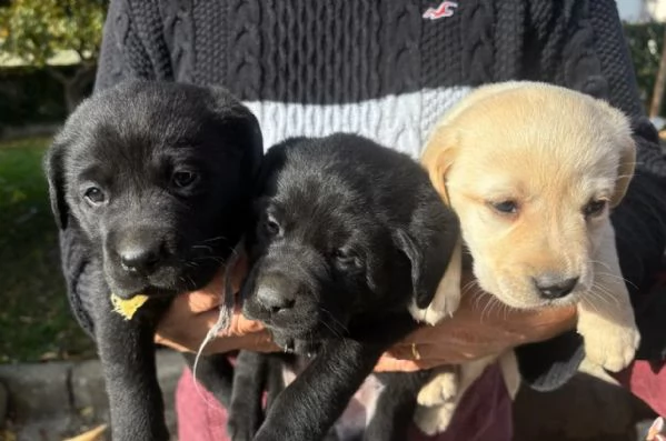 Cuccioli di labrador retriver | Foto 1