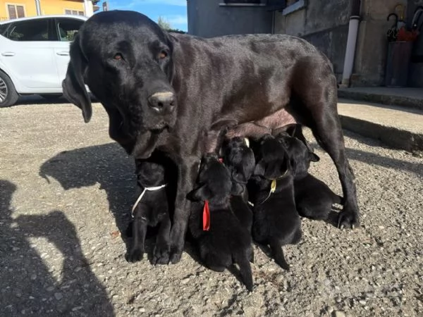 Cuccioli di labrador retriver