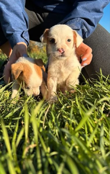 2 cuccioli Jack Russell con Pedigree | Foto 1