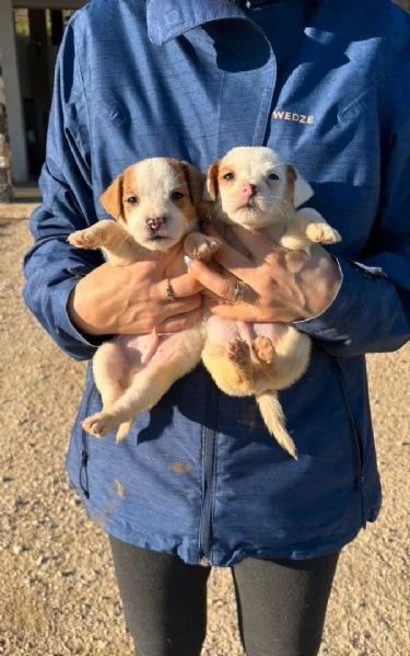2 cuccioli Jack Russell con Pedigree