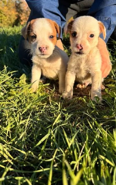 2 cuccioli Jack Russell con Pedigree | Foto 0