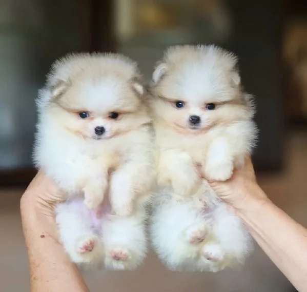 Cuccioli di Pomerania disponibili. | Foto 2