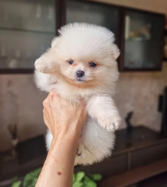 Cuccioli di Pomerania disponibili. | Foto 1