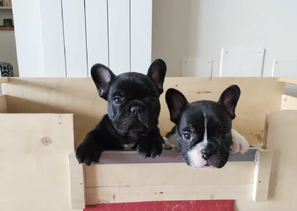 Cuccioli di Bulldog Francese disponibili | Foto 3